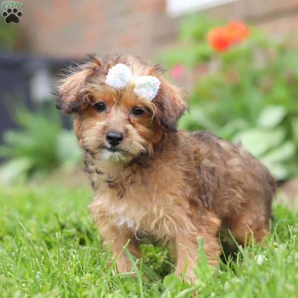 Spice, Yorkie Poo Puppy